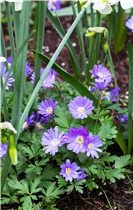 Strahlen-Windröschen - Anemone Blanda Mischung