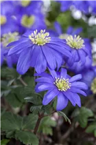 Strahlen-Windröschen - Anemone Blanda Mischung