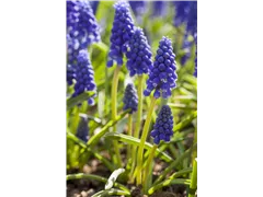 Armenische Traubenhyazinthe - Muscari Armeniacum
