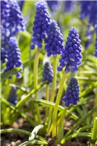 Armenische Traubenhyazinthe - Muscari Armeniacum