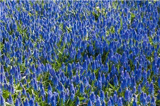 Armenische Traubenhyazinthe - Muscari Armeniacum