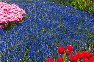 Armenische Traubenhyazinthe - Muscari Armeniacum