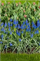Armenische Traubenhyazinthe - Muscari Armeniacum