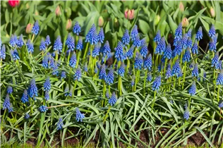 Armenische Traubenhyazinthe - Muscari Armeniacum