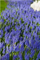 Armenische Traubenhyazinthe - Muscari Armeniacum