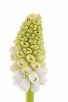 Armenische Traubenhyazinthe - Muscari Armeniacum