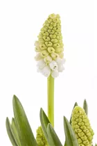 Armenische Traubenhyazinthe - Muscari Armeniacum