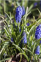 Armenische Traubenhyazinthe - Muscari Armeniacum