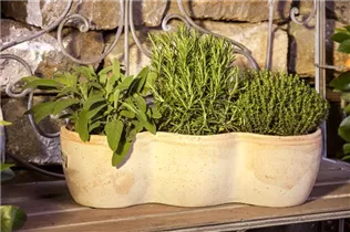  - Salvia officinalis