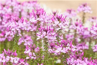 Cleome 'Señorita Rosalita'(s) - Spinnenblume 'Señorita Rosalita'(s) Cleome 'Señorita Rosalita'(s) - Spinnenblume 'Señorita Rosalita'(s)