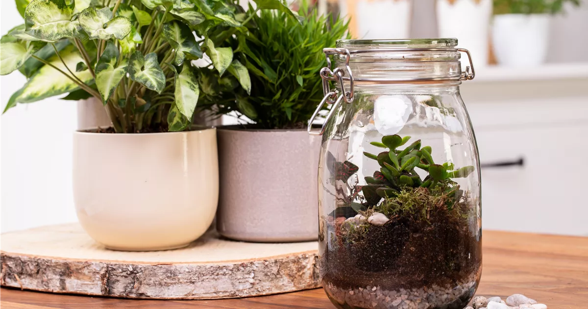 - Der Zimmergarten – ein kleines Biotop im Glas