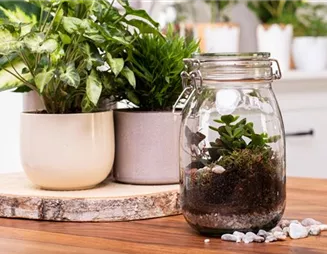 Der Zimmergarten – ein kleines Biotop im Glas