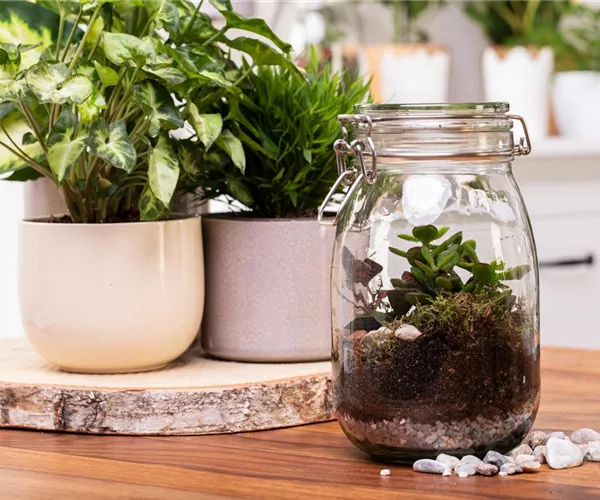 - Der Zimmergarten – ein kleines Biotop im Glas  - Der Zimmergarten – ein kleines Biotop im Glas