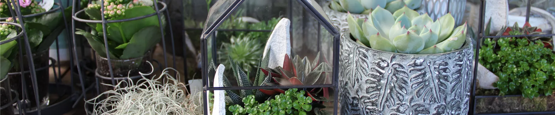 Zimmerpflanzen in der Mauk Gartenwelt