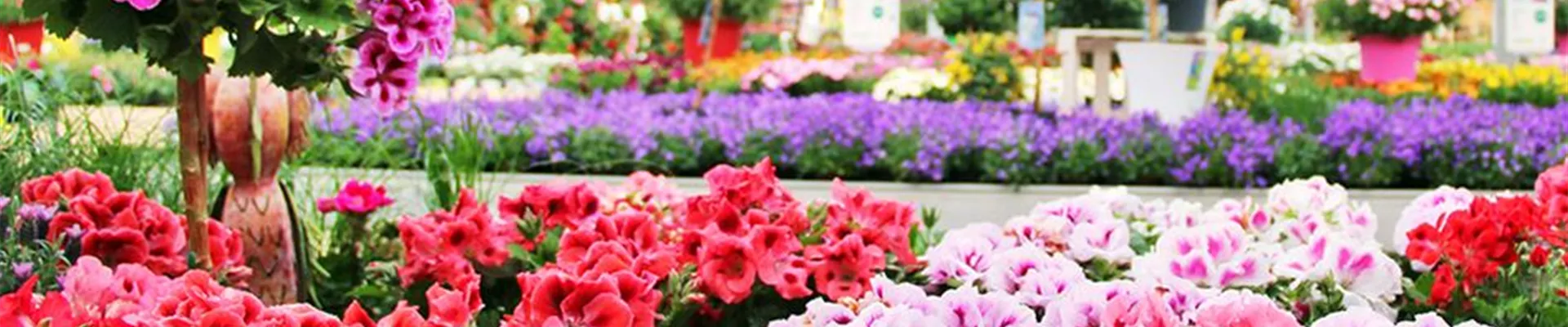 Gartenpflanzen in der Mauk Gartenwelt Gartenpflanzen in der Mauk Gartenwelt