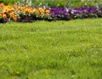 Rasenpflege leicht gemacht: Das ganze Jahr ein schöner Rasen