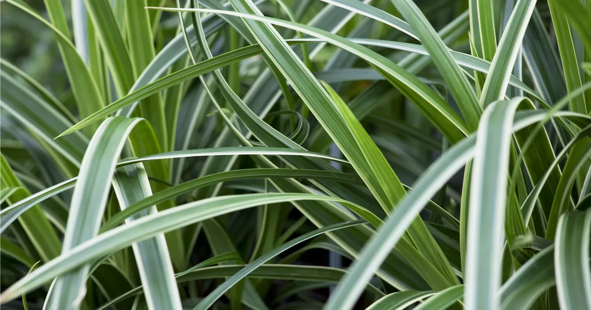 - Carex – Weltenbummler und Anpassungskünstler