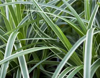 Carex – Weltenbummler und Anpassungskünstler