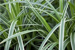 Carex morrowii ssp. foliosissima 'Icedance' - Segge 'Icedance' Carex morrowii ssp. foliosissima 'Icedance' - Segge 'Icedance'
