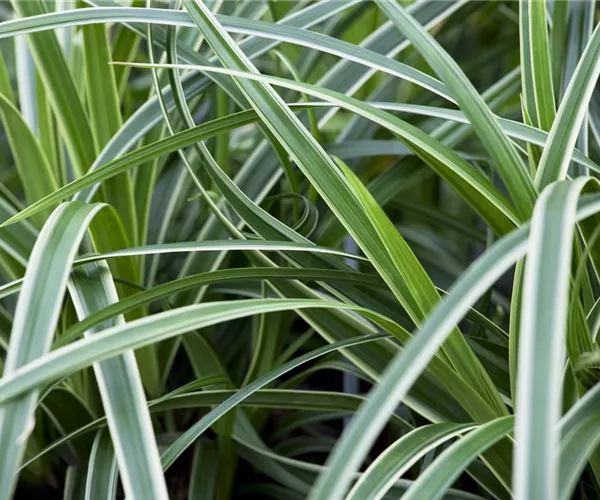 - Carex – Weltenbummler und Anpassungskünstler  - Carex – Weltenbummler und Anpassungskünstler