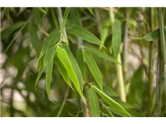 Fargesia murielae 'Brillant'(s) - Gartenbambus 'Brillant'(s) Fargesia murielae 'Brillant'(s) - Gartenbambus 'Brillant'(s)