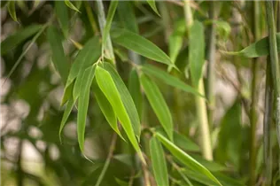 Fargesia murielae 'Brillant'(s) - Gartenbambus 'Brillant'(s) Fargesia murielae 'Brillant'(s) - Gartenbambus 'Brillant'(s)