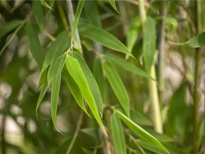 Fargesia murielae 'Brillant'(s) - Gartenbambus 'Brillant'(s) Fargesia murielae 'Brillant'(s) - Gartenbambus 'Brillant'(s)