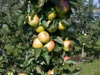 - Die Streuobstwiese – Gesundheit zum Selberpflücken  - Die Streuobstwiese – Gesundheit zum Selberpflücken