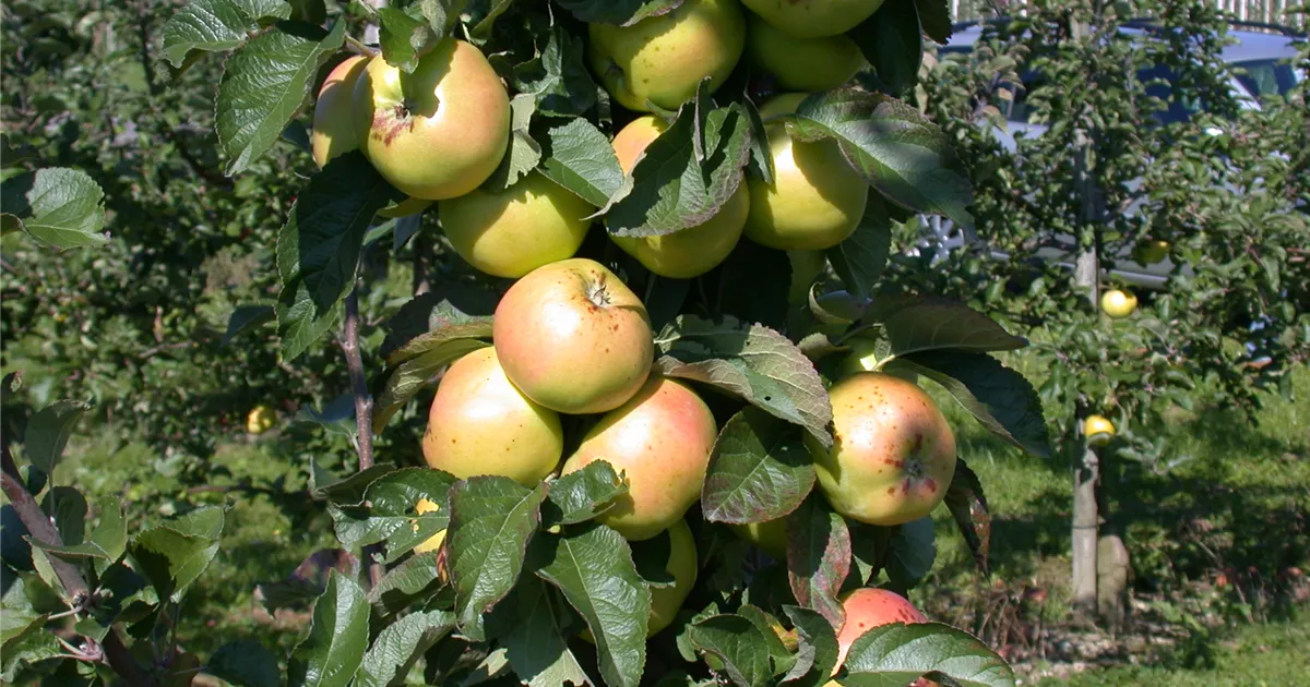  - Die Streuobstwiese – Gesundheit zum Selberpflücken