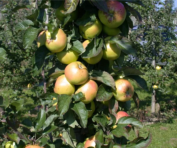 - Die Streuobstwiese – Gesundheit zum Selberpflücken  - Die Streuobstwiese – Gesundheit zum Selberpflücken