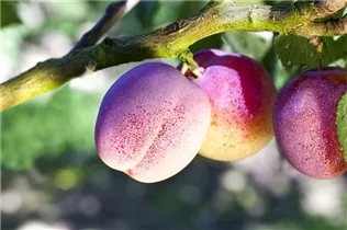  - Prunus domestica 'The Czar'