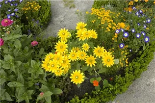  - Rudbeckia hirta 'Prairie Sun'