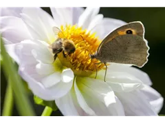 Insektenweide - Insektenweide