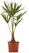240/300 Stamm 100 L Topf - Trachycarpus fortunei