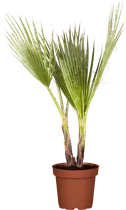 240/300 Stamm 100 L Topf - Trachycarpus fortunei
