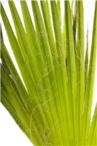 240/300 Stamm 100 L Topf - Trachycarpus fortunei