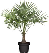 240/300 Stamm 100 L Topf - Trachycarpus fortunei