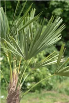 240/300 Stamm 100 L Topf - Trachycarpus fortunei