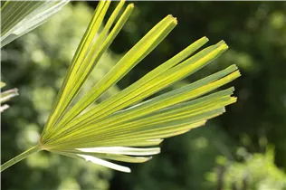240/300 Stamm 100 L Topf - Trachycarpus fortunei