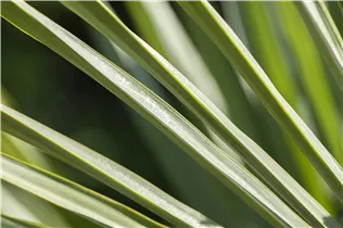 240/300 Stamm 100 L Topf - Trachycarpus fortunei
