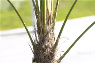 240/300 Stamm 100 L Topf - Trachycarpus fortunei