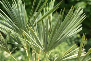 240/300 Stamm 100 L Topf - Trachycarpus fortunei