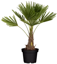 240/300 Stamm 100 L Topf - Trachycarpus fortunei