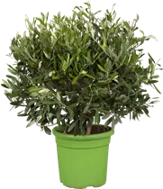 55 L Topf - Olea europaea