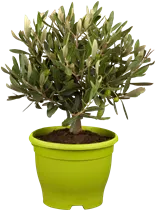 55 L Topf - Olea europaea