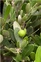 55 L Topf - Olea europaea