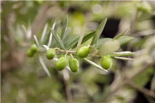 55 L Topf - Olea europaea