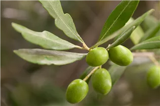 55 L Topf - Olea europaea