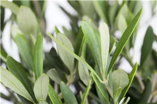 55 L Topf - Olea europaea