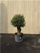 90 L Topf - Olea europaea intensiv